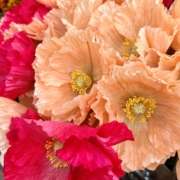 zijdebloemen