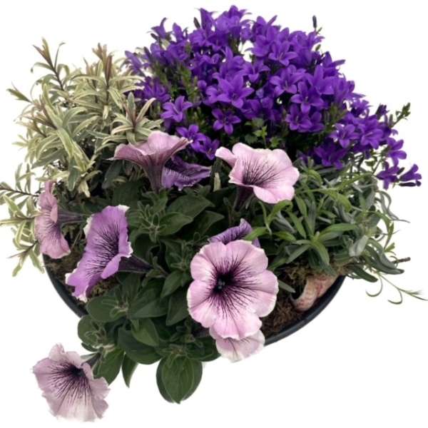 Plantenarrangement paars